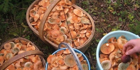 Kako čuvati gljive nakon berbe i za zimu